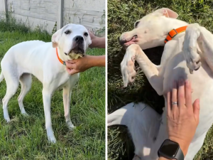Zanedbanou fenku Dorotku vrátili po adopci do útulku. Hledá nový domov