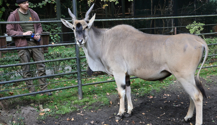 Hodonínská zoo změnila měřítko: Velkou antilopu nahradí dvě menší
