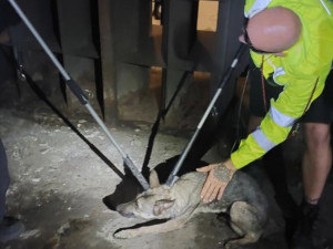 Konec velkého útěku. Psa, který pět hodin blokoval metro, chytili na Malostranské