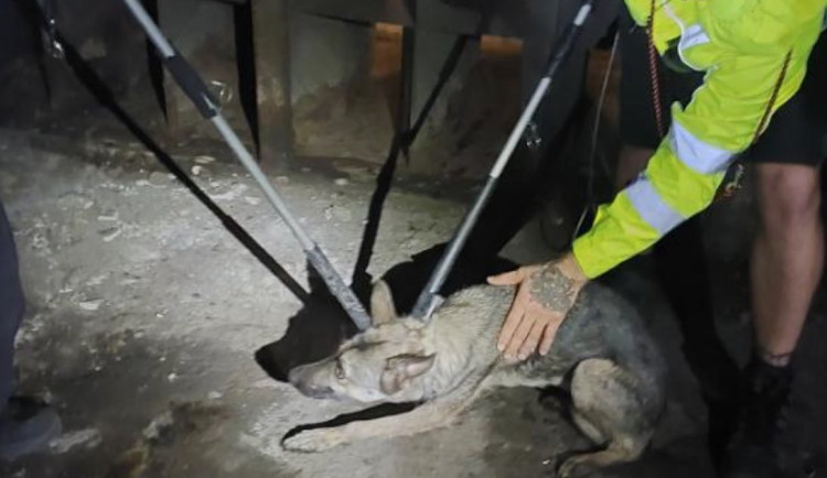 Fenku chytili na Malostranské