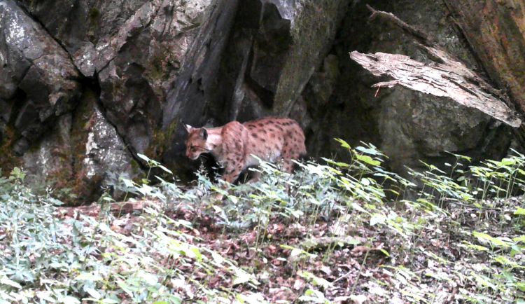 Mladého rysa ze Šumavy zachytily fotopasti v Brdech. Hledá si tam nové teritorium