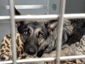 Fenka z metra už je z útulku doma, podle majitelky je to častá útěkářka