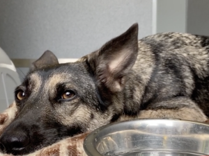 Fenka z metra už je z útulku doma, podle majitelky je to častá útěkářka