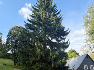 Praha našla svůj vánoční strom pro Staromák, je to padesátiletý smrk z Děčínska