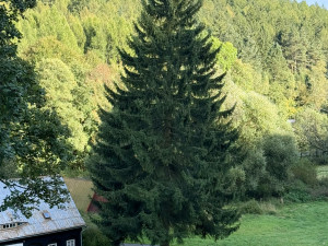 Praha našla svůj vánoční strom pro Staromák, je to padesátiletý smrk z Děčínska