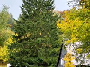 Praha našla svůj vánoční strom pro Staromák, je to padesátiletý smrk z Děčínska