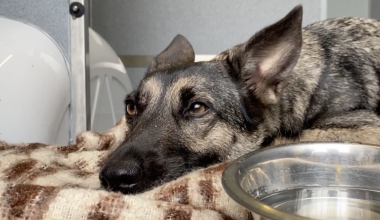 Fenka už je zpět doma.