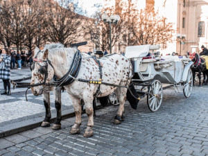 POLITICKÁ KORIDA: Patří fiakry na Staroměstské náměstí? Odpovídají zastupitelé