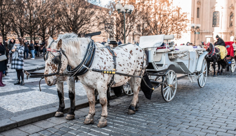 size4-16812352999484-241-dsc-7486