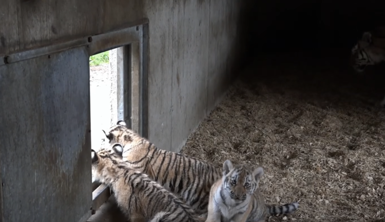 Hlubocká tygřata mohou konečně testovat venkovní výběh