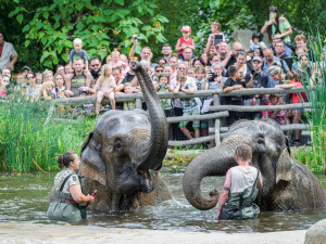 Kontrola situace v zoo se odkládá, Praha zrušila smlouvu s domluvenou firmou