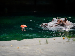 FOTO: Pro hrochy jednohubka, pro surikaty domeček. Zvířata v zoo dostala dýně