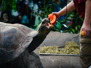 FOTO: Pro hrochy jednohubka, pro surikaty domeček. Zvířata v zoo dostala dýně