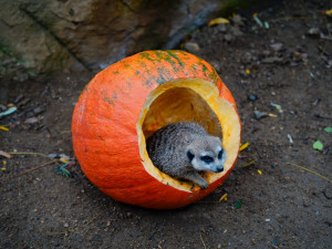FOTO: Pro hrochy jednohubka, pro surikaty domeček. Zvířata v zoo dostala dýně