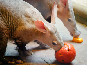 FOTO: Pro hrochy jednohubka, pro surikaty domeček. Zvířata v zoo dostala dýně