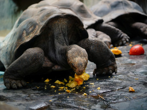 FOTO: Pro hrochy jednohubka, pro surikaty domeček. Zvířata v zoo dostala dýně