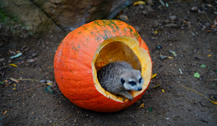 FOTO: Pro hrochy jednohubka, pro surikaty domeček. Zvířata v zoo dostala dýně