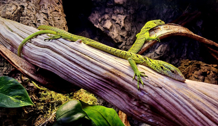 Klenot mezi ještěry. Liberecká zoo nově chová vzácné varany Reisingerovy