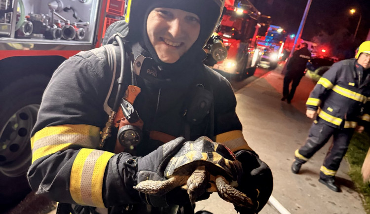 Hasiči z požáru zachránili želvu.