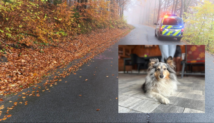 Řidič mezi Smržovkou a Hamrska srazil psa a ujel. Šlo zřejmě o bílé SUV