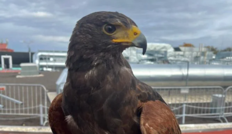 Horácká aréna testuje moderní metodu plašení ptáků. Krouží nad ní velký dravec
