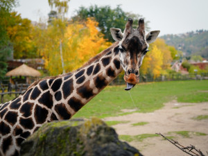 FOTO: Žirafy si užívají výběh, hrabáči odpočívají. Barevný podzim v Zoo Praha