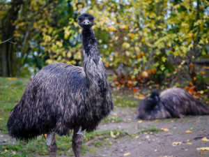 FOTO: Barevný podzim v pražské zoo