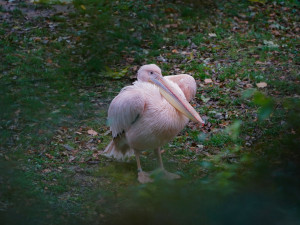 FOTO: Barevný podzim v pražské zoo