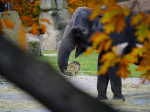 FOTO: Barevný podzim v pražské zoo