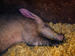 FOTO: Žirafy si užívají výběh, hrabáči odpočívají. Barevný podzim v Zoo Praha