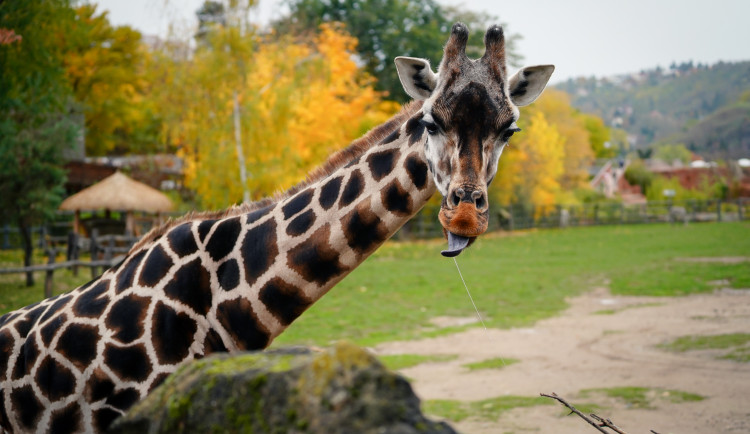 FOTO: Barevný podzim v pražské zoo