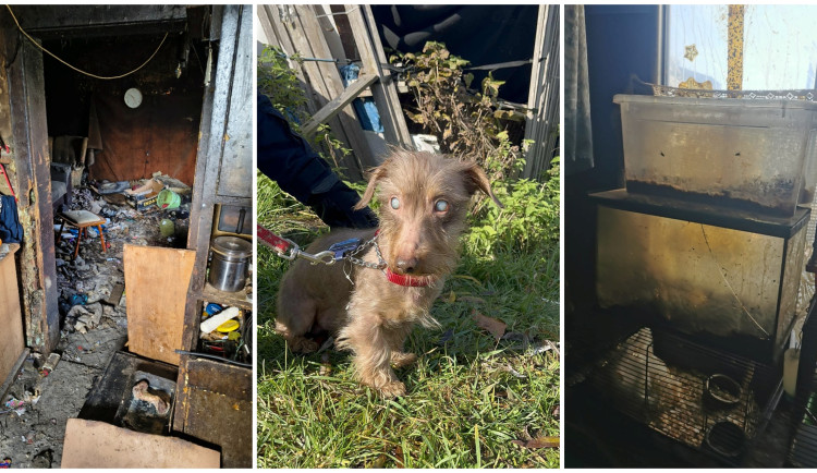 V otřesných podmínkách živořily desítky zvířat, mezi nimi i 10 psů a 11 štěňat