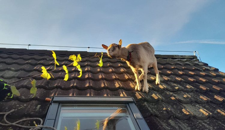 Koza se v Minkovicích lekla štěkajícího psa a utekla na střechu. Sundali jí hasiči