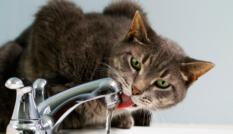 V Brně podraží voda. Lidé si připlatí zhruba devadesát korun ročně