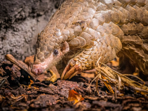 V pražské zoo uhynula samička luskouna přezdívaná Fazolka