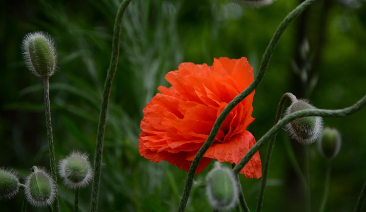 Brno vzpomíná na válečné veterány. Moravské náměstí ozdobí rudé vlčí máky
