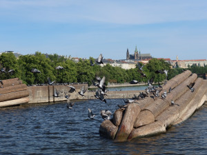 Od jara labutě na Vltavě chyběly