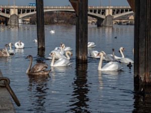 Nikdo je nesnědl. Záhadně zmizelé labutě se pomalu začínají vracet na Vltavu