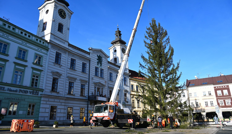 Hradec Králové přiveze vánoční stromy 25. listopadu. Dorazí z Praskačky a Opatovic