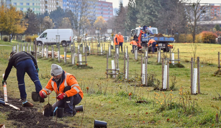 Ovocný sad na Moravském Předměstí v Hradci Králové se rozšíří o nové stromy i keře