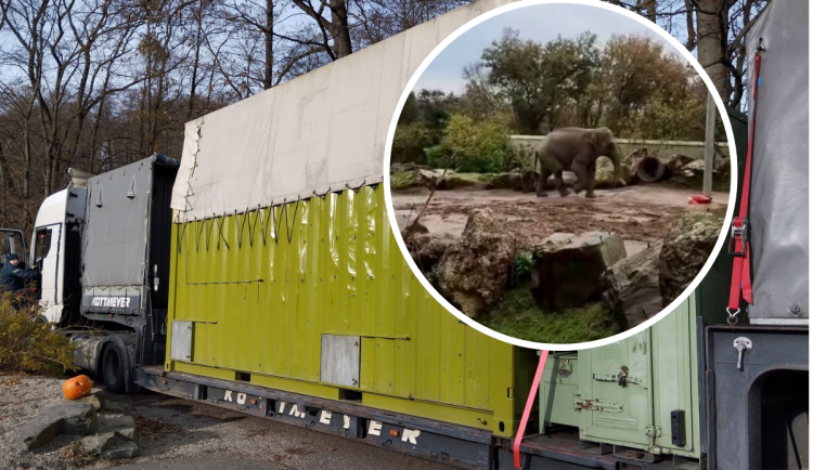 VIDEO: Mladý slon ze Zoo Ostrava už dorazil do Francie a zvyká si na nový domov
