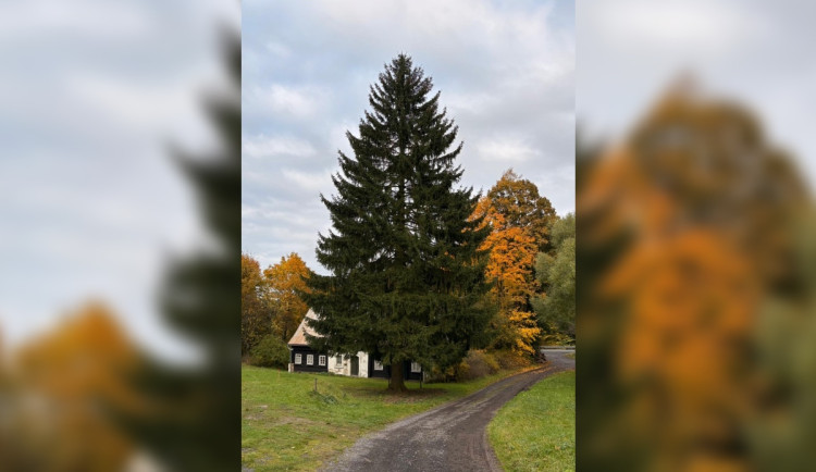 Smrk pokácí v sobotu