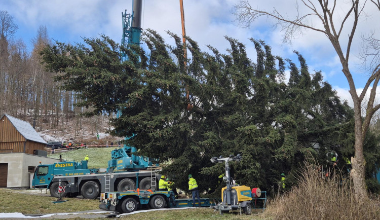 Kácení pražského vánočního stromku