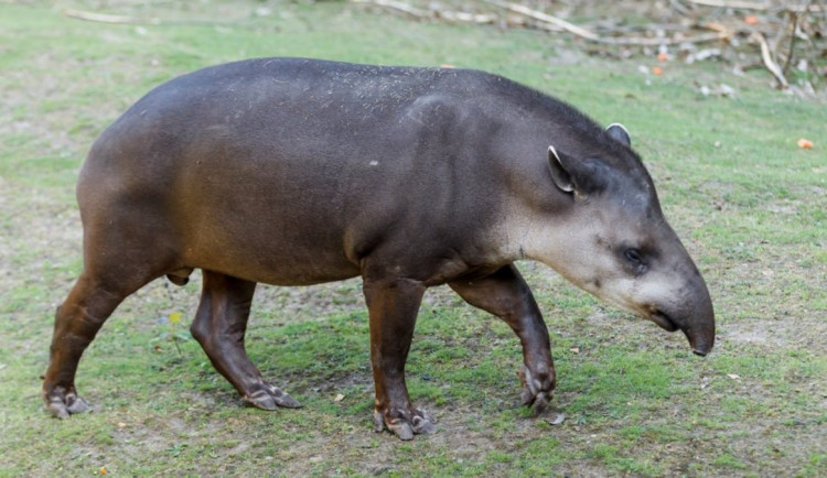 Opomíjená zvířata čekají na pomoc. Zoo Praha pro ně hledá adoptivní rodiče