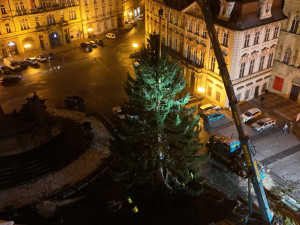 Strom přivezli v noci na úterý.