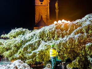 VIDEO: Vánoční strom už po malých problémech zdobí na Staromáku, rozsvítí ho v sobotu