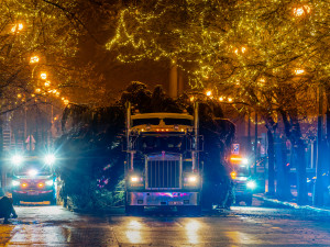 VIDEO: Vánoční strom už po malých problémech zdobí na Staromáku, rozsvítí ho v sobotu