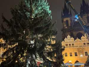 VIDEO: Vánoční strom už po malých problémech zdobí na Staromáku, rozsvítí ho v sobotu