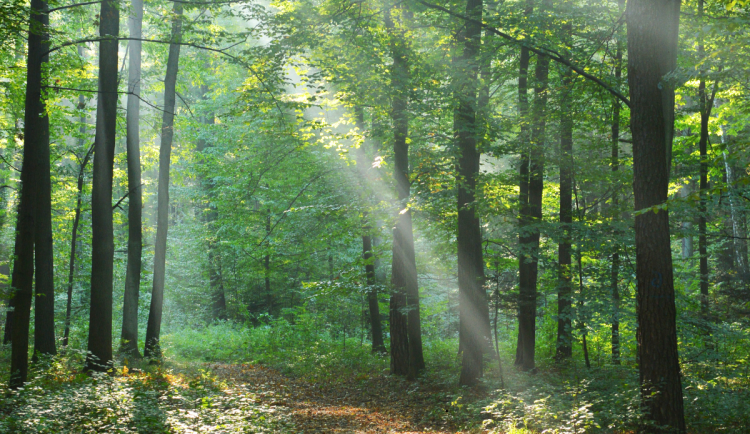 Virtuální rádce Šiškulka pomáhá na webu Městských lesů Hradec Králové