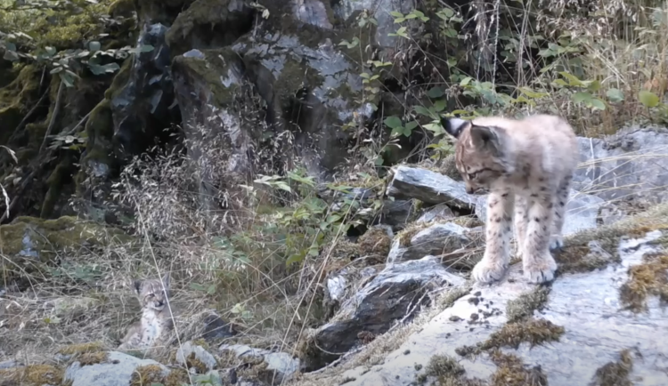 Unikátní záběry z jihočeských lesů. Rysí mláďata si hrála přímo před fotopastí